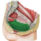 Diaphragma pelvis 