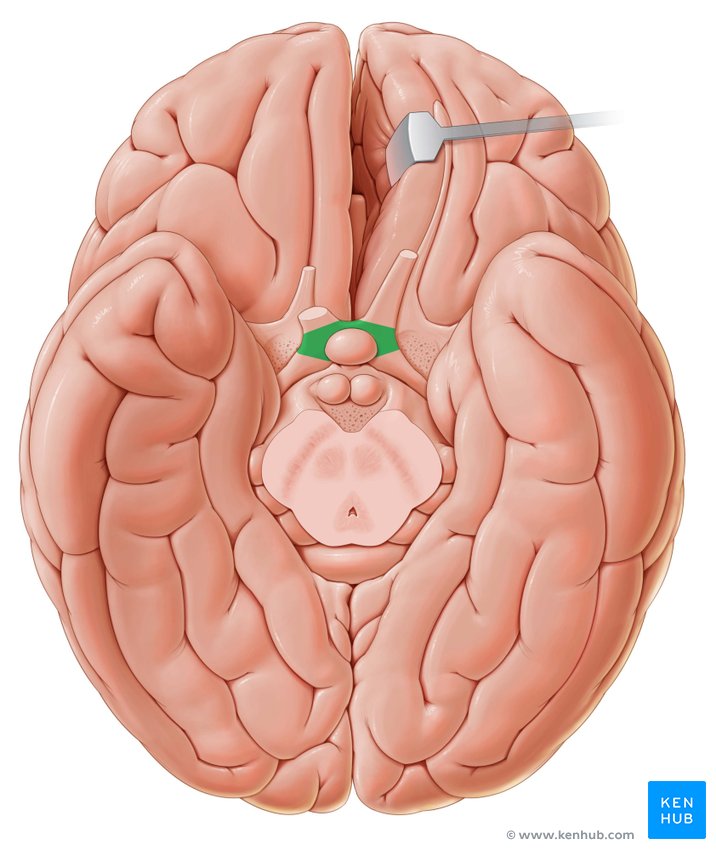 Optic chiasm - caudal view