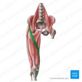 Sartorius muscle: Anatomy, attachments, function | Kenhub