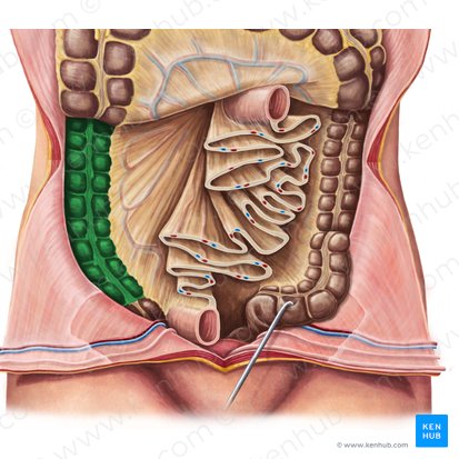 Ascending colon (Colon ascendens); Image: Irina Münstermann