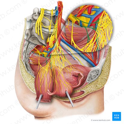 Nervos pélvicos esplâncnicos (Nervi splanchnici pelvici); Imagem: Irina Münstermann