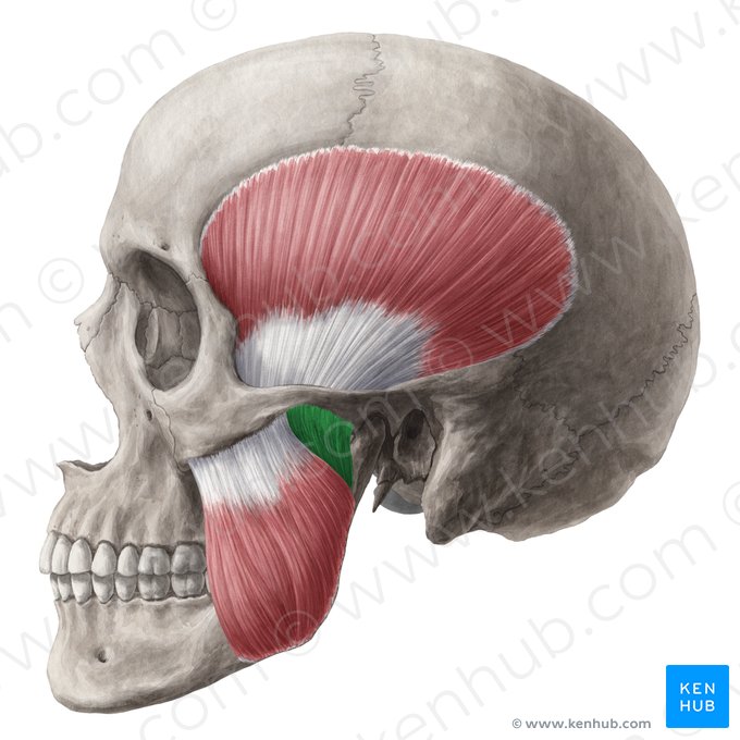 Pars profunda musculi masseteris (Tiefer Teil des Kaumuskels); Bild: Yousun Koh