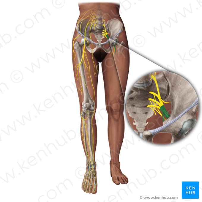 Sciatic nerve (Nervus ischiadicus); Image: Paul Kim