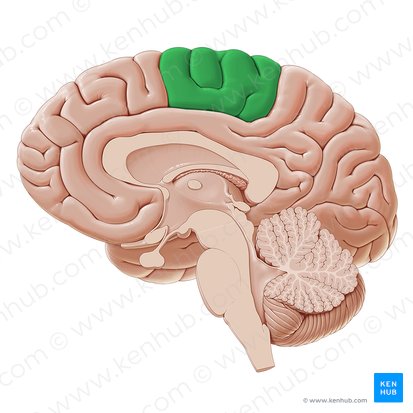 Paracentral lobule (Lobulus paracentralis); Image: Paul Kim