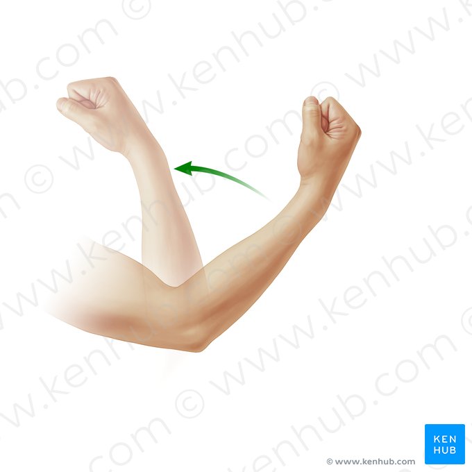 Flexio antebrachii (Flexion des Unterarms); Bild: Paul Kim