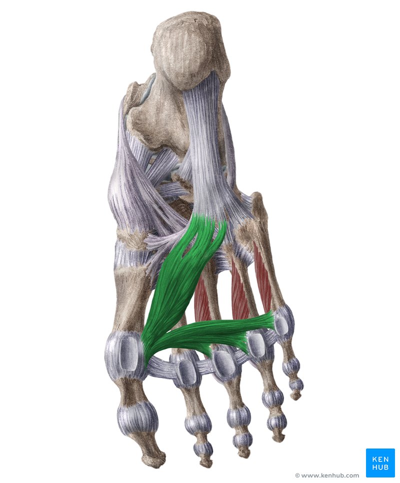 Adductor hallucis muscle (Musculus adductor hallucis)