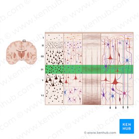 Internal granular layer of cerebral cortex (Lamina granularis interna); Image: Paul Kim