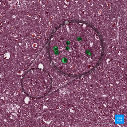 Neurons (Neura); Image: 