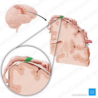 Cortex motorius regionis omi (Motorischer Kortex der Schulter); Bild: Paul Kim