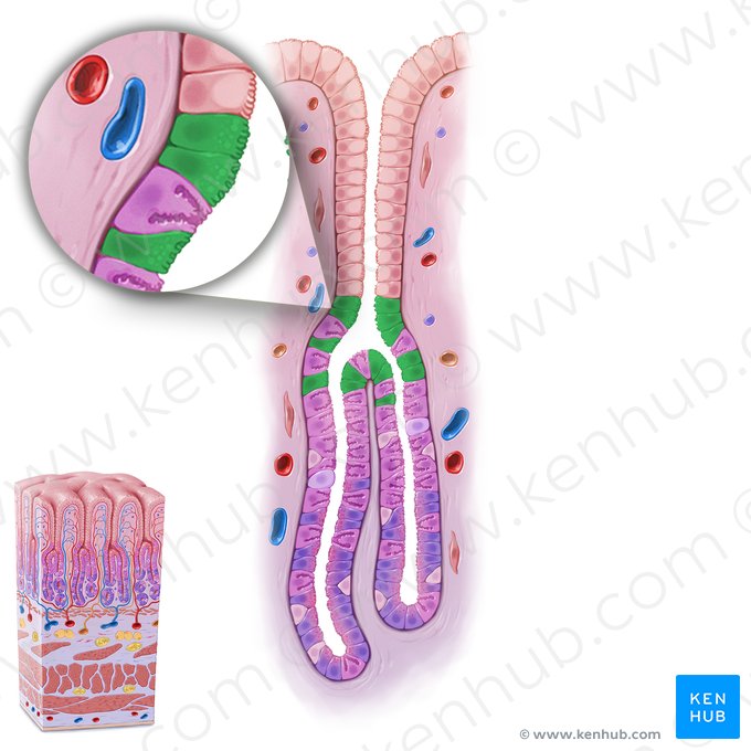 Mucous neck cell (Exocrinocytus cervicalis); Image: Paul Kim