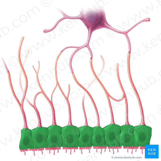 Soma ependymocyti (Zellkörper der Ependymzelle); Bild: Paul Kim