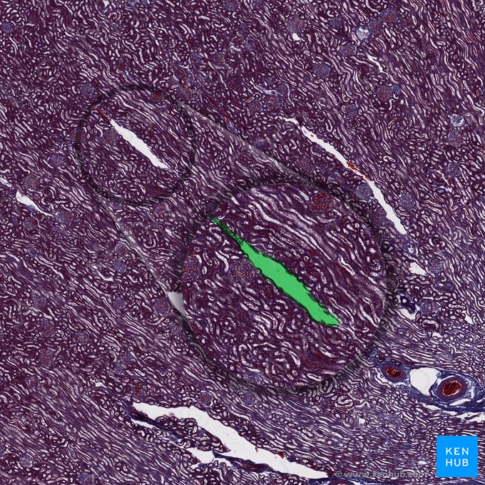 Veia interlobular (Vena interlobularis); Imagem: 