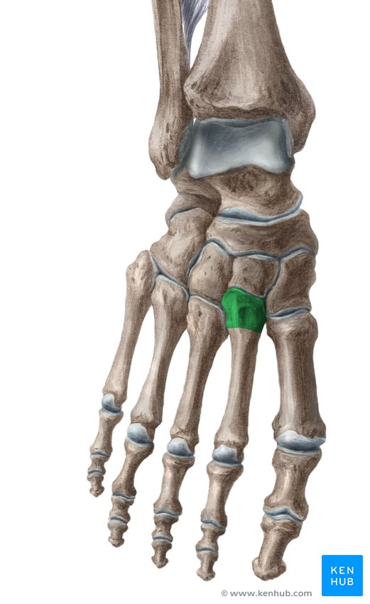 Base of second metatarsal bone - ventral view