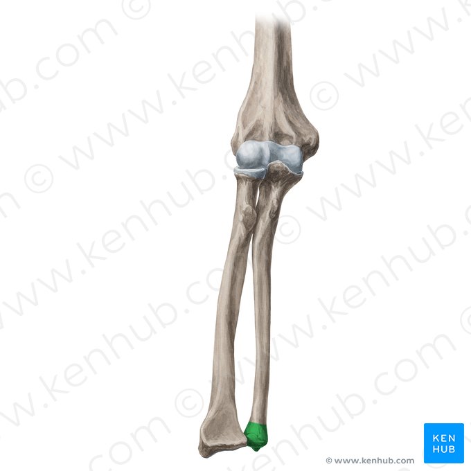 Cabeza de la ulna (Caput ulnae); Imagen: Yousun Koh