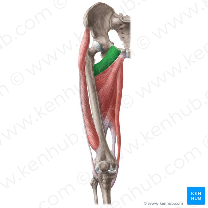 Pectineus muscle (Musculus pectineus); Image: Liene Znotina