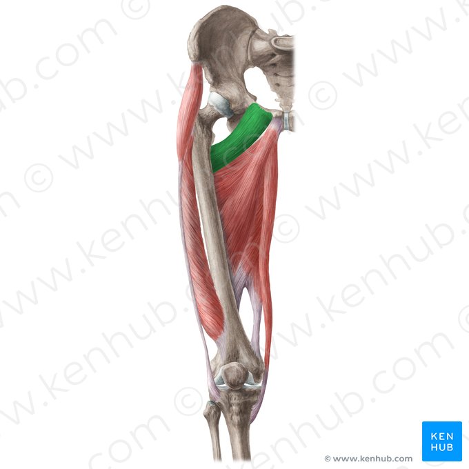 Musculus pectineus (Kammmuskel); Bild: Liene Znotina