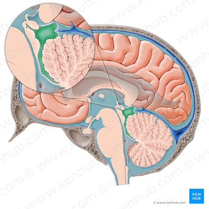 Cisterna quadrigeminal (Cisterna quadrigeminalis); Imagem: Paul Kim