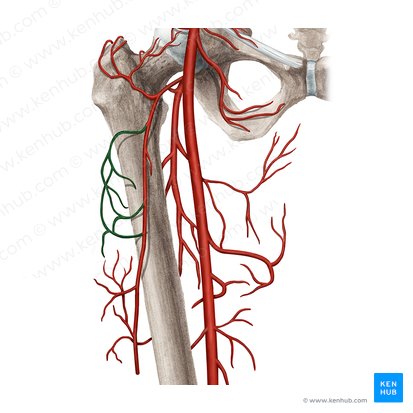 Transverse branch of lateral circumflex femoral artery (Ramus transversus arteriae circumflexae lateralis femoris); Image: Rebecca Betts
