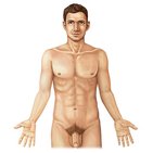 Surface anatomy of the thorax and upper limb