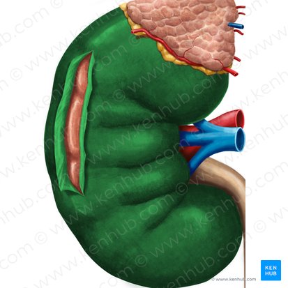 Renal capsule (Capsula fibrosa renis); Image: Irina Münstermann