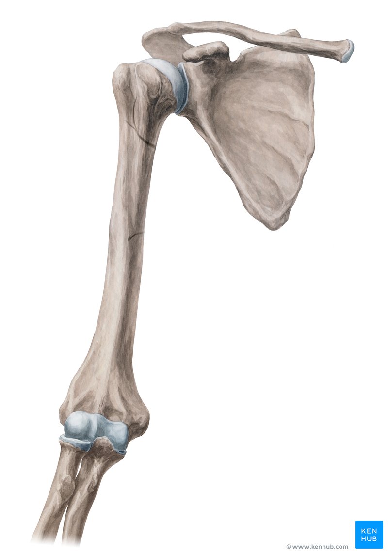 Medial epicondyle of humerus: Anatomy and function | Kenhub
