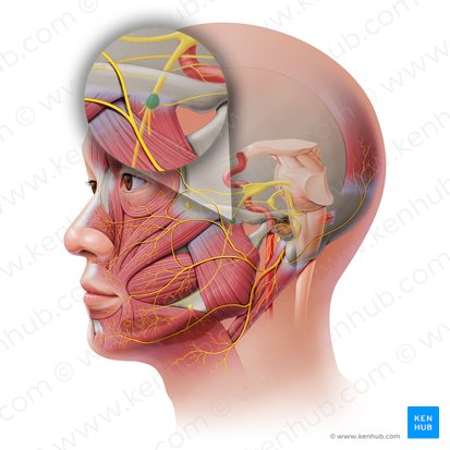 Gânglio ótico (Ganglion oticum); Imagem: Paul Kim