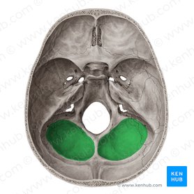 Fosa cerebelosa del hueso occipital (Fossa cerebellaris ossis occipitalis); Imagen: Yousun Koh