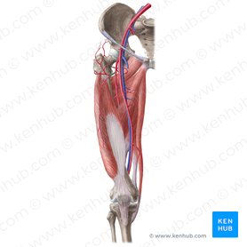 Artéria circunflexa femoral lateral (Arteria circumflexa lateralis femoralis); Imagem: Liene Znotina