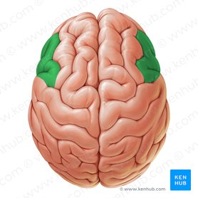 Gyrus frontalis inferior (Untere Stirnwindung); Bild: Paul Kim