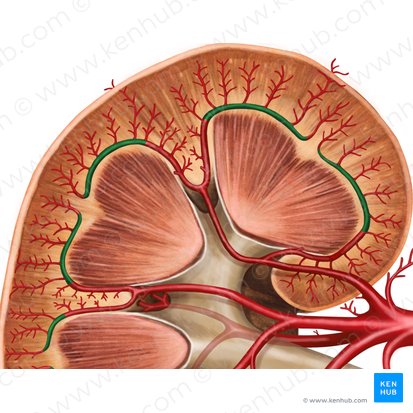 Artéria arqueada do rim (Arteria arcuata renis); Imagem: Irina Münstermann