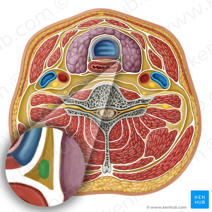 Recurrent laryngeal nerve (Nervus laryngeus recurrens); Image: Irina Münstermann