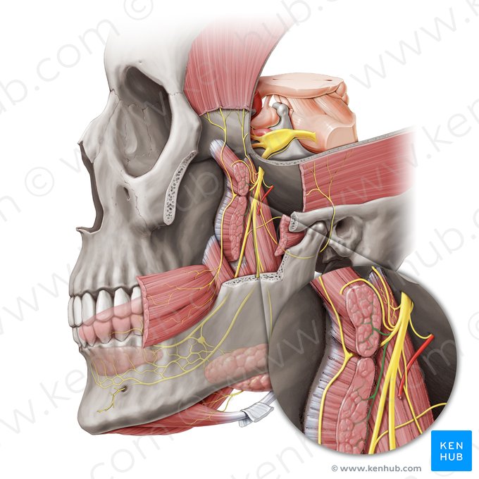Nerf pour le muscle ptérygoïdien latéral (Nervus pterygoideus lateralis); Image : Paul Kim