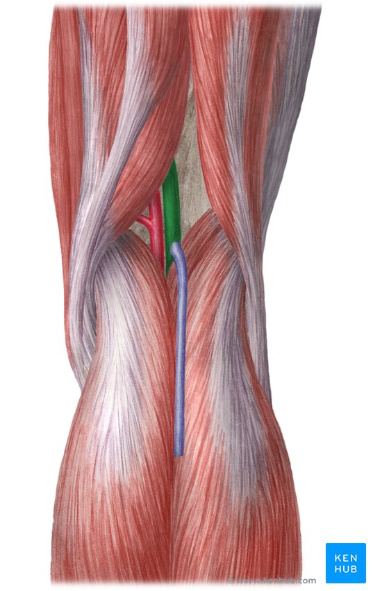 Popliteal vein inside the popliteal fossa