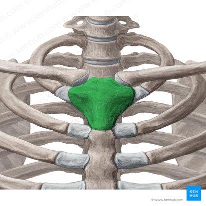 Manubrium of sternum (Manubrium sterni); Image: Yousun Koh