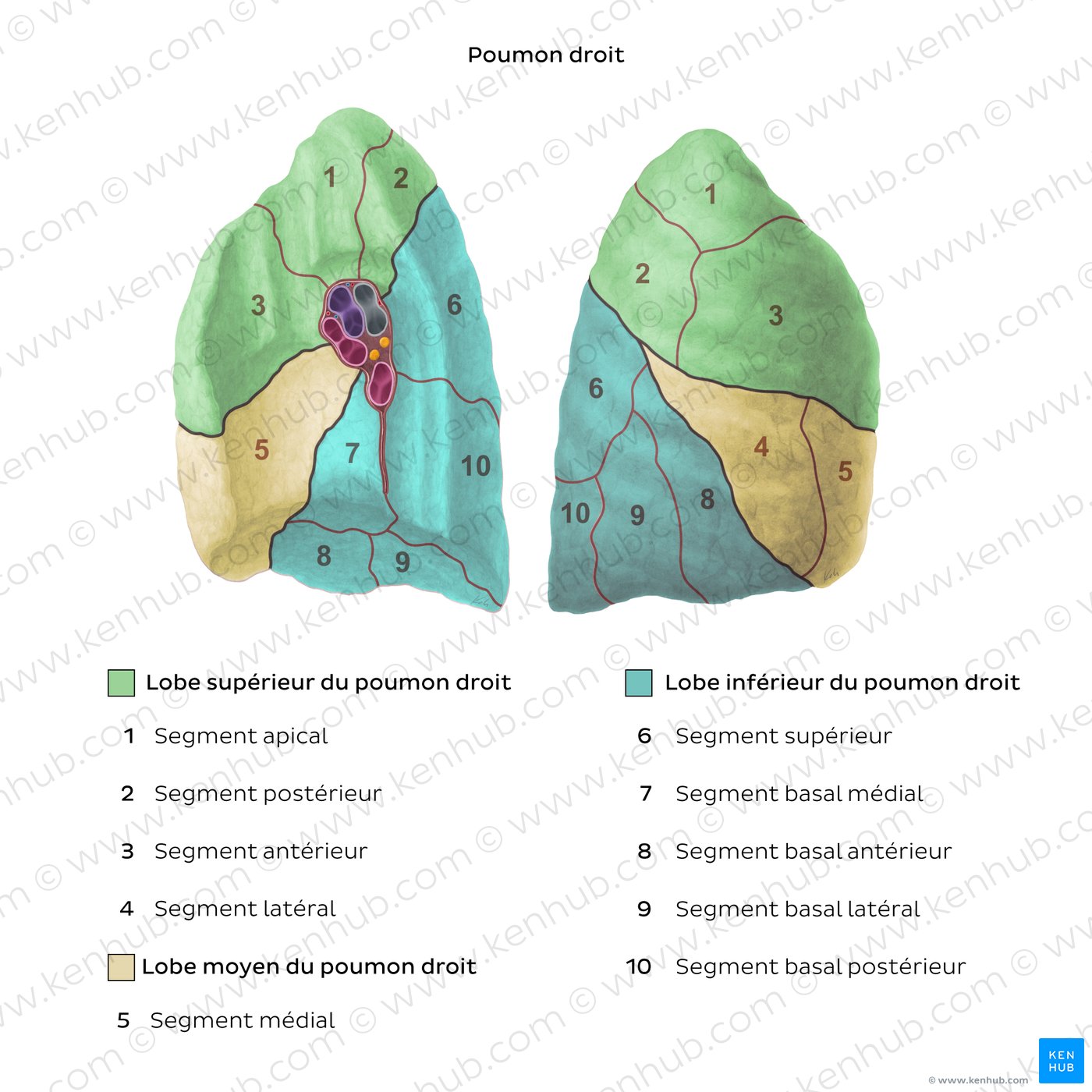 Bronchopulmonary segments (Right lung)