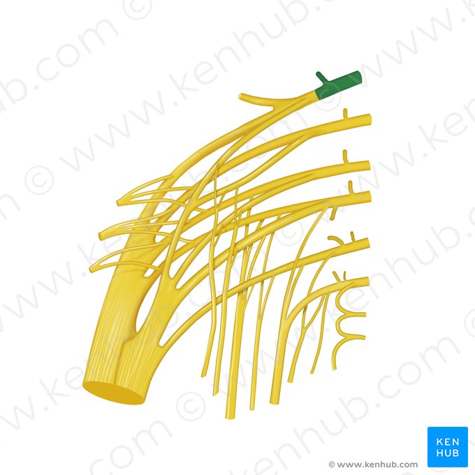 Nerf spinal L4 (Nervus spinalis L4); Image : Begoña Rodriguez