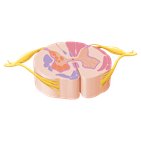 Internal morphology of the spinal cord 