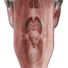 Amígdalas (tonsilas)