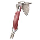 Muscles of the arm
