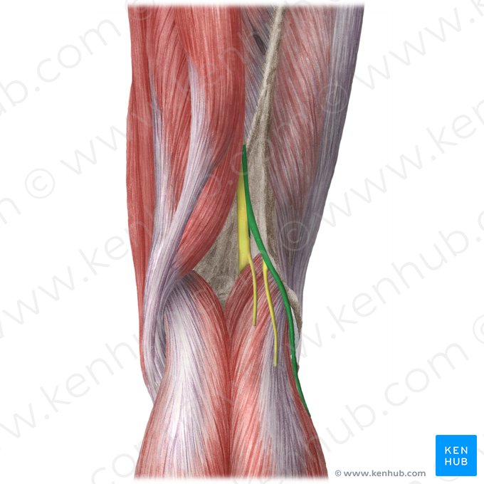 Nervo fibular comum (Nervus fibularis communis); Imagem: Liene Znotina