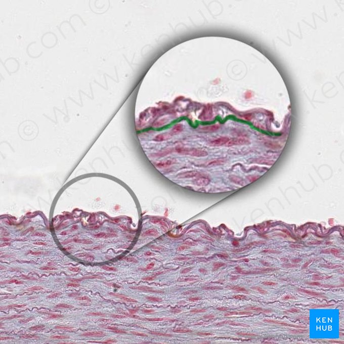 Membrana elástica interna (Membrana elastica interna); Imagen: 