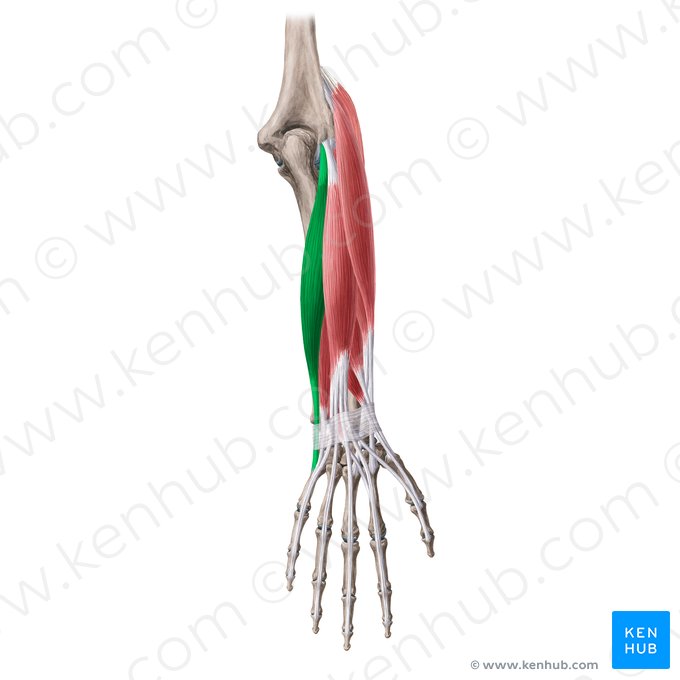 Muscle extenseur ulnaire du carpe (Musculus extensor carpi ulnaris); Image : Irina Münstermann