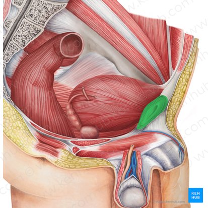 Sínfise púbica (Symphysis pubica); Imagem: Irina Münstermann