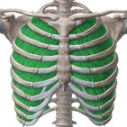 Internal intercostal muscles