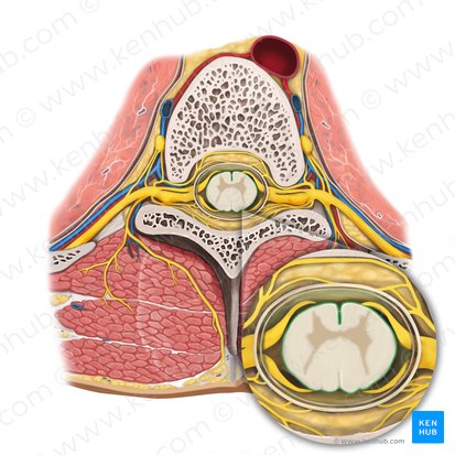 Pia-máter da medula espinal (Pia mater spinalis); Imagem: Rebecca Betts