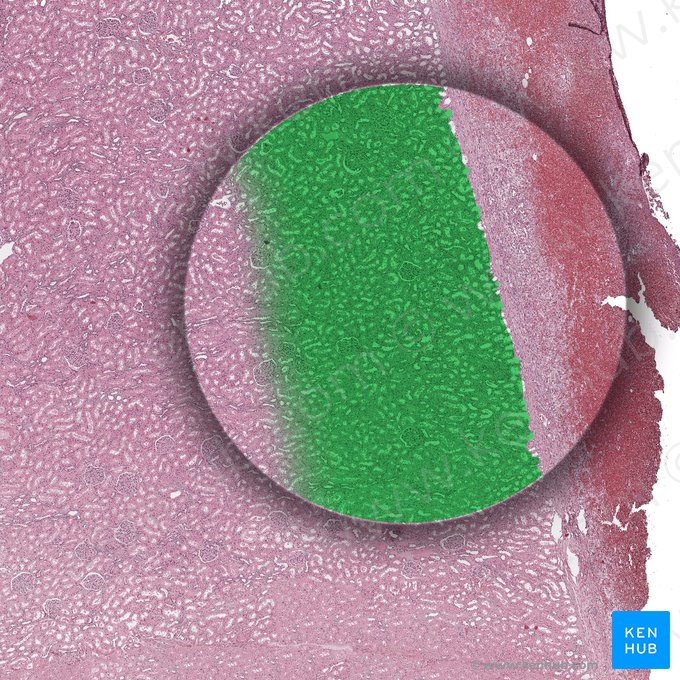 Néfron cortical (Nephronum corticale); Imagem: 