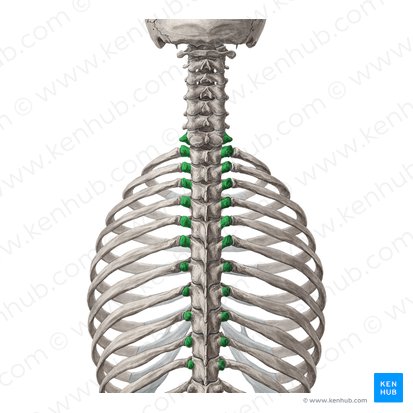 Processus transversi vertebrarum C7-T11 (Querfortsätze der Wirbel C7-Th11); Bild: Yousun Koh