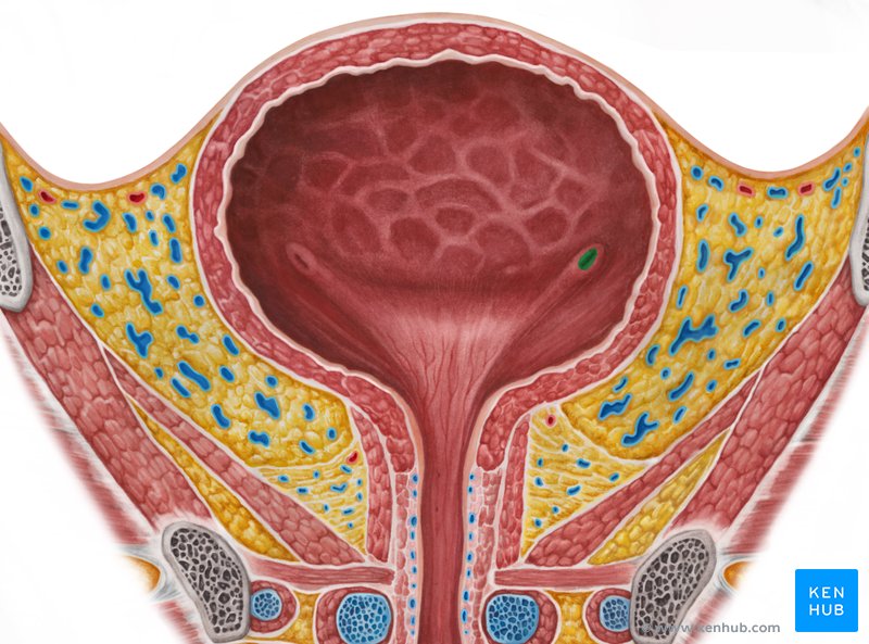Orifício ureteral esquerdo - vista anterior (verde) 
