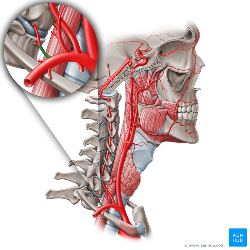 Costocervical trunk (truncus costocervicalis)