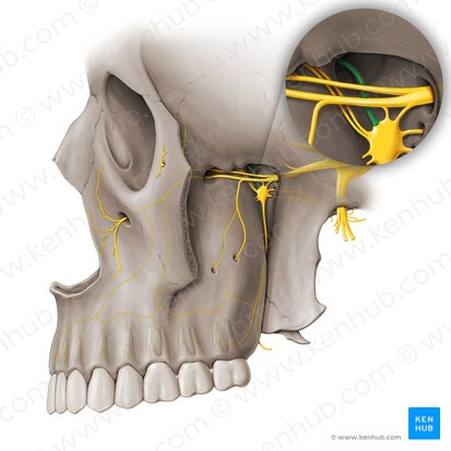 Nasopalatine nerve (Nervus nasopalatinus); Image: Paul Kim